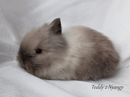 Vrh Ch28 - VOLNÝ 1 KLUK K REZERVACI !!!